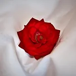 アパート Vier Jahreszeiten